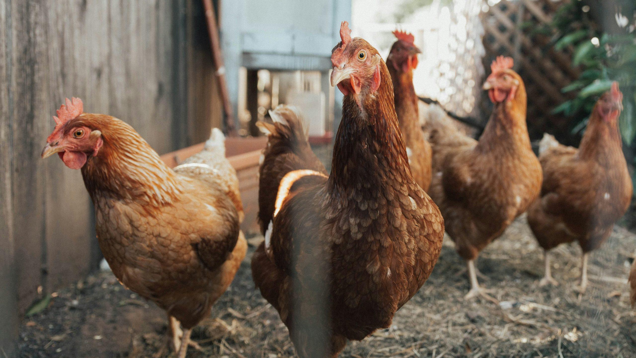 Un groupe de poules vaque à ses occupations dans un élevage en plein air