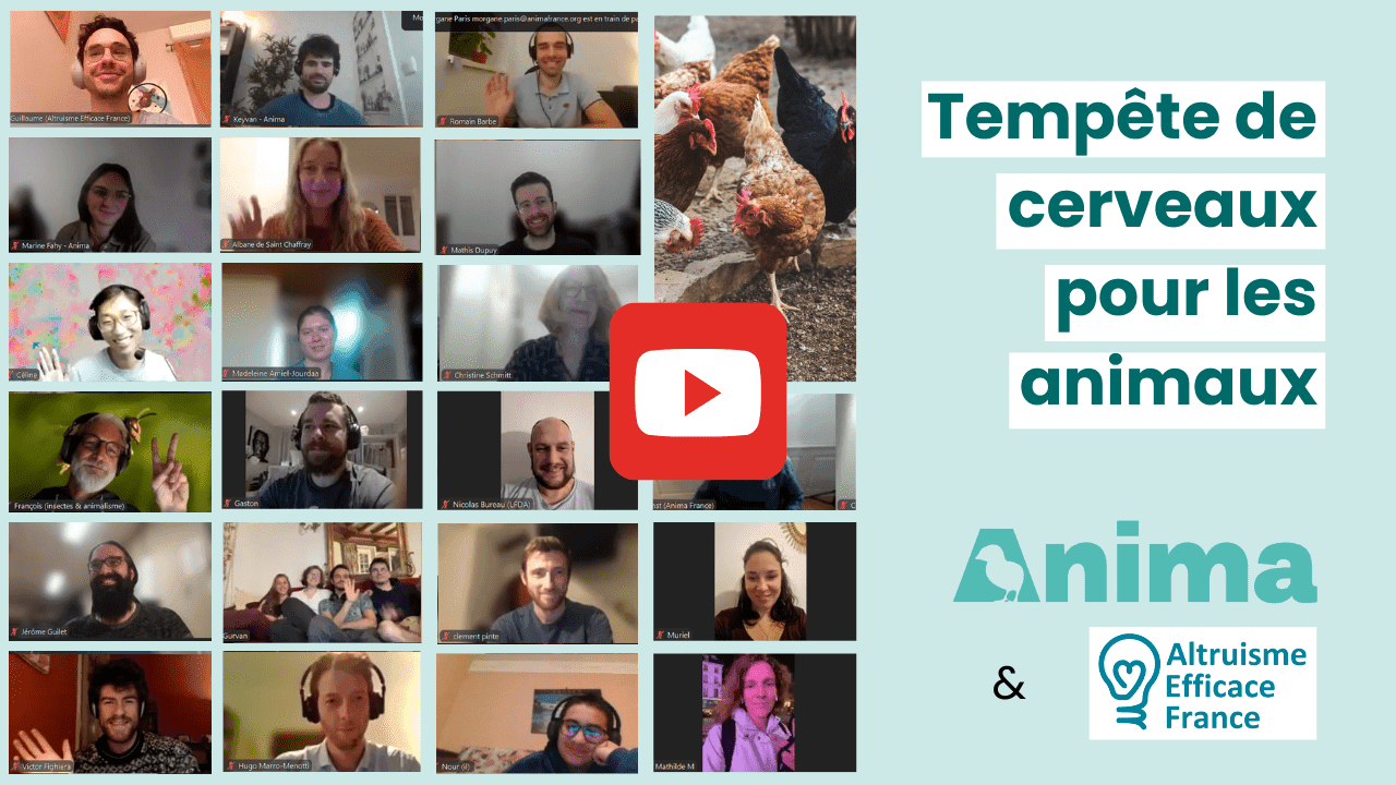 Montage avec portraits de participant-es au webinaire et le texte suivant : "Tempête de cerveaux pour les animaux"