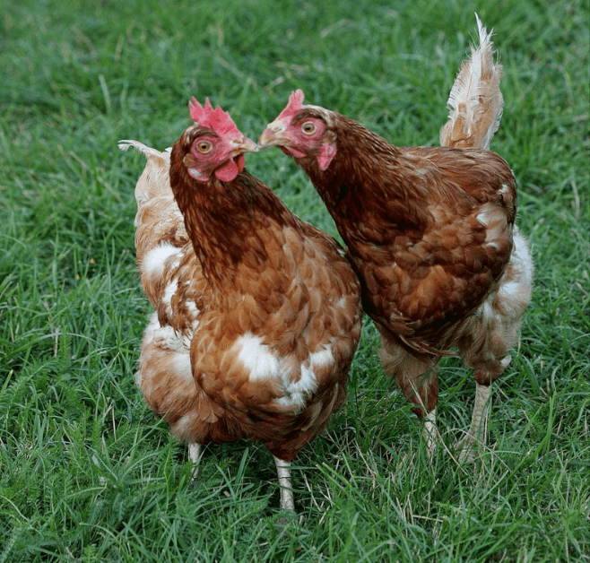 Deux poules interagissent et marchent sur de l'herbe verte.